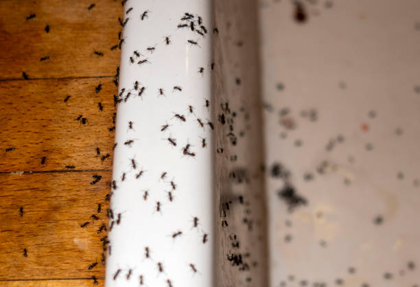 Best Bird Control  in Chattahoochee Hills, GA