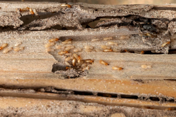 Best Cockroach Control Services  in Chattahoochee Hills, GA